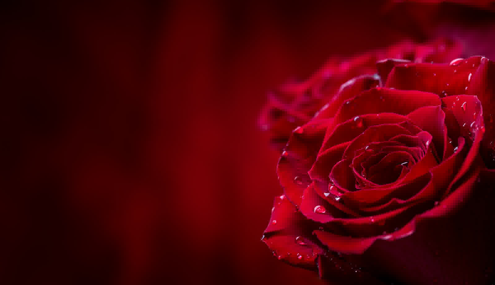 Close-up of a red rose in soft light